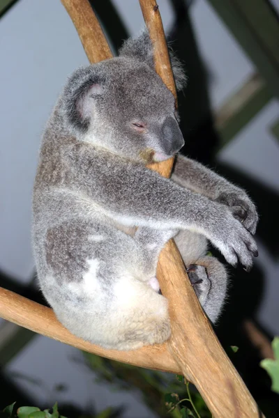 Koala Bear, Austrália — Fotografia de Stock