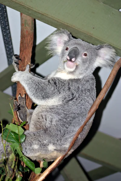 Koala Beer, Australië — Stockfoto
