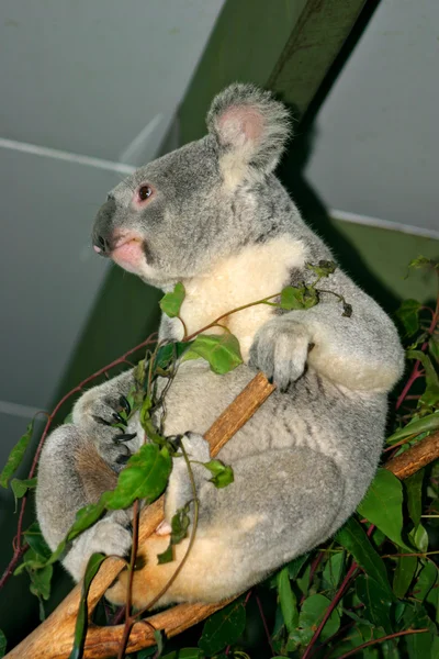 Koala ayısı, Avustralya — Stok fotoğraf