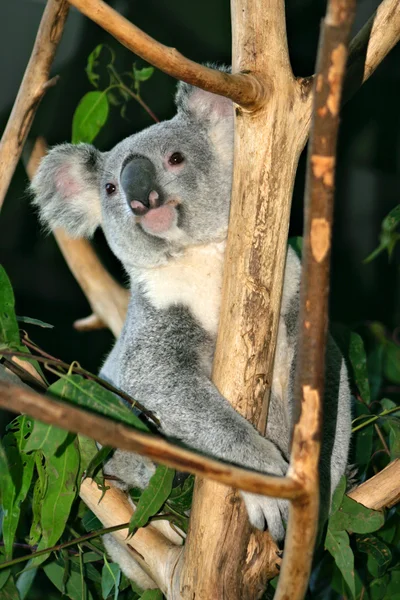 Koala Björn, Australien — Stockfoto