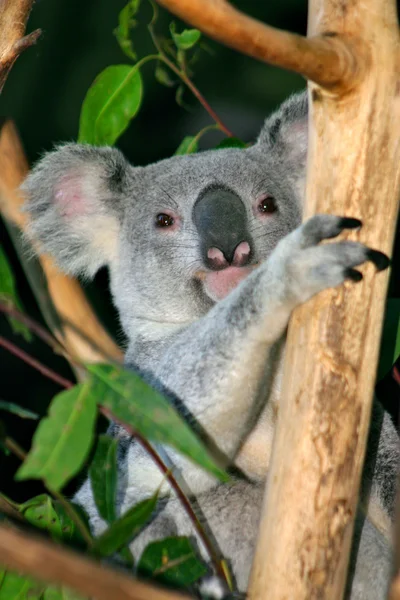 Koalabär, Australien — Stockfoto