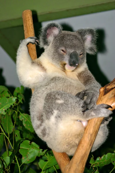 Koala medve, Ausztrália — Stock Fotó