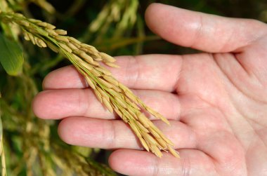 Asya pirinç ürün Sekinchan, Malezya