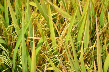 Asya pirinç ürün Sekinchan, Malezya