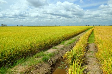 Asya pirinç ürün Sekinchan, Malezya