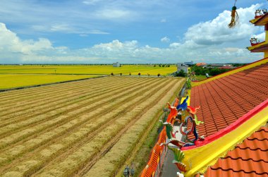 Asya pirinç ürün Sekinchan, Malezya