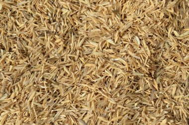 bir avuç pirinç taneleri ile kepek deniz hayvanı kabuğu