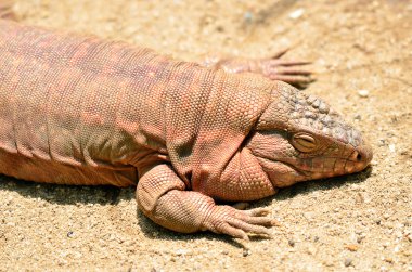 İguana orta ve Güney Amerika nın tropik bölgelerine yerli kertenkele cinsidir