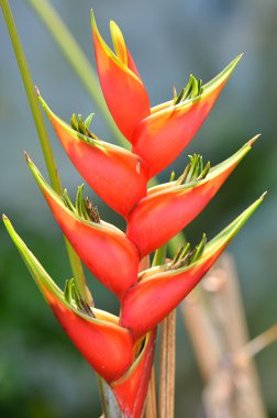 Stok görüntü yakın çekim çiçek