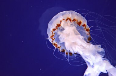 Group of jellyfish clipart