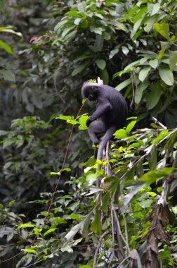 Bir maymunun bir ağaç üzerinde stok görüntü
