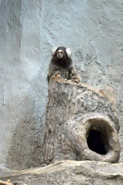 Siyah Tufted kulaklı Marmoset