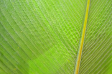 Yaprağın yakın plan görüntüsü