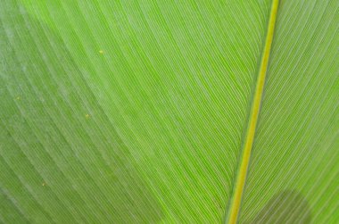 Yaprağın yakın plan görüntüsü