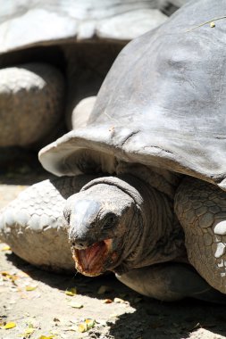 Dev kaplumbağa stok görüntü