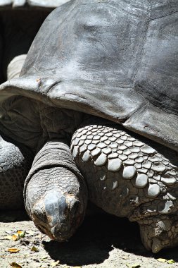 Dev kaplumbağa stok görüntü