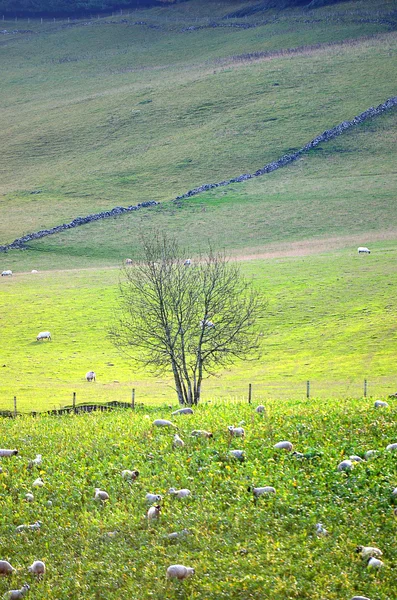 Colorida vista panorámica de las tierras altas escocesas en verano — Foto de Stock