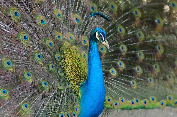 Retrato de belo pavão com penas para fora — Fotografia de Stock