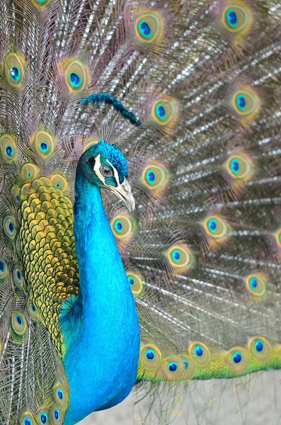 Retrato de hermoso pavo real con plumas — Foto de Stock