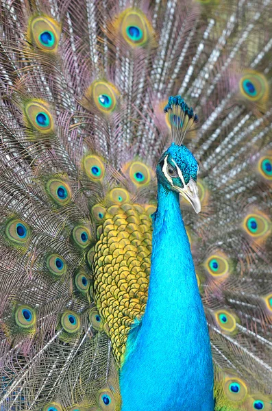 Portrait of beautiful peacock with feathers out — Stock Photo, Image