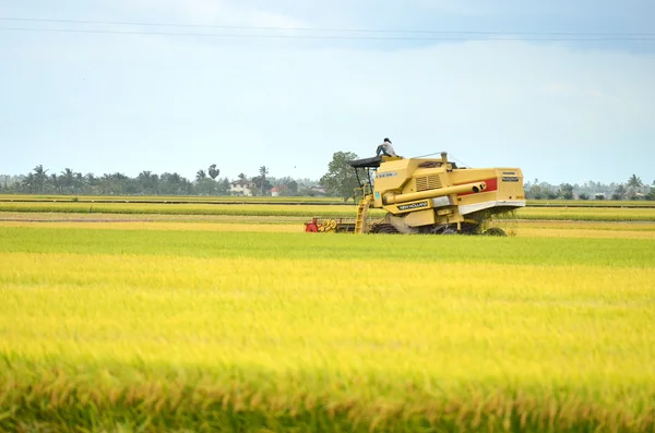 Den asiatiske risafgrøde i Sekinchan, Malaysia - Stock-foto