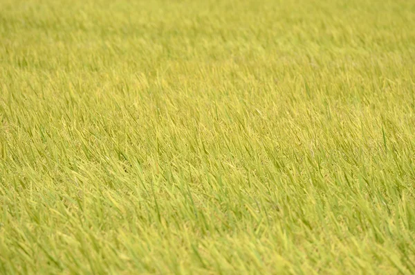 Asiatiska ris gröda på Sekinchan, Malaysia — Stockfoto