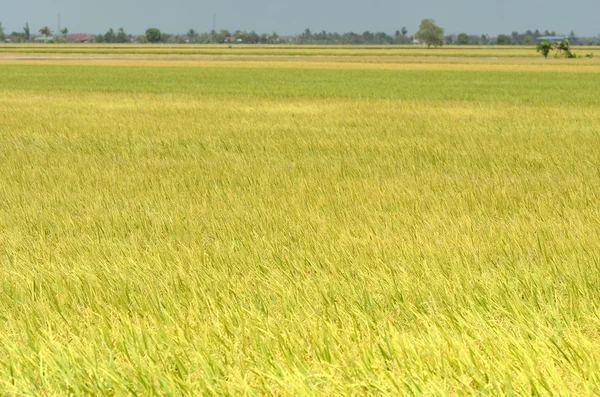 Азиатский урожай риса в Секинчане, Малайзия — стоковое фото