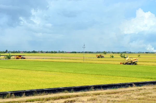 Den asiatiske risafgrøde i Sekinchan, Malaysia - Stock-foto