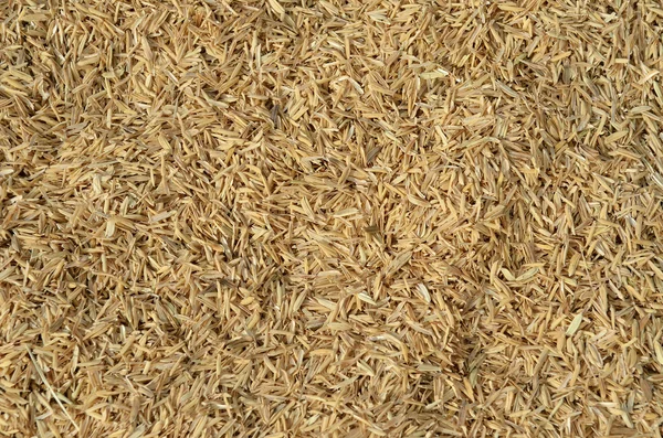 a handful of rice grains with bran shell