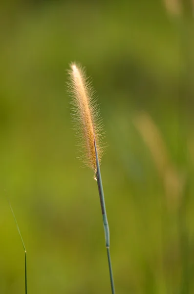 Broga Hill Malezya — Stok fotoğraf