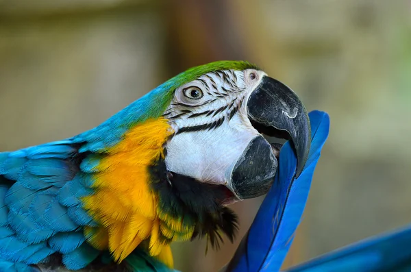 Immagine stock di un pappagallo — Foto Stock