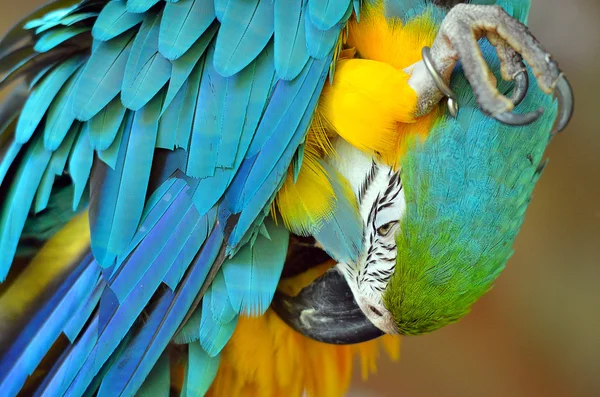 Skladem obrázek papouška — Stock fotografie