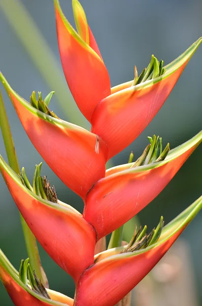 Citra stok dari bunga close-up — Stok Foto