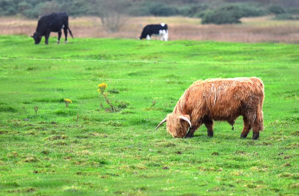 Escócia Angus touros e vacas — Fotografia de Stock