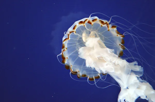 Gruppo di meduse — Foto Stock