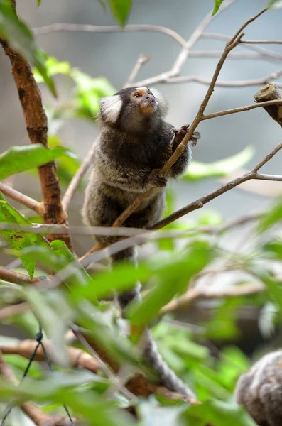 O Black Tufted-Eared Marmoset — Fotografia de Stock