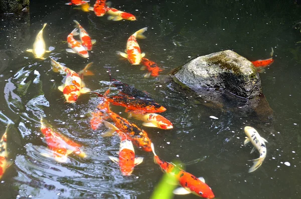 Koi-Fische im Teich — Stockfoto