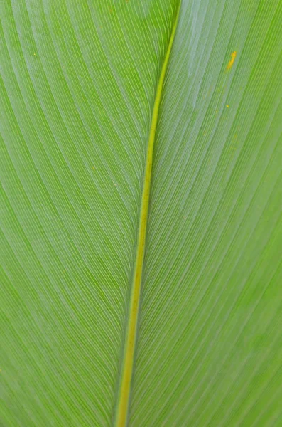 ஒரு இலை அருகில் — ஸ்டாக் புகைப்படம்