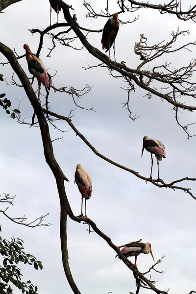 Imagem de stock de pelicano — Fotografia de Stock