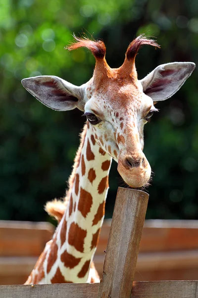 Stock image of a giraffe — Stock Photo, Image