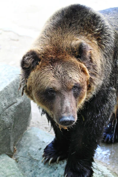 Imagen de stock de un oso — Foto de Stock