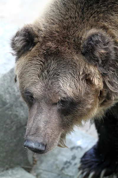 Склад изображения медведя — стоковое фото