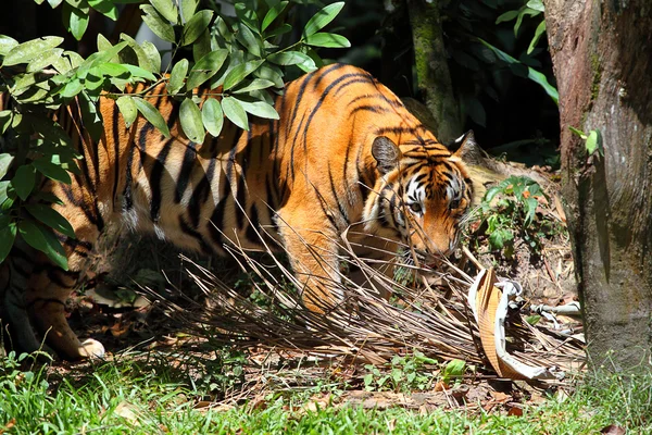 Lager bild av en tiger — Stockfoto