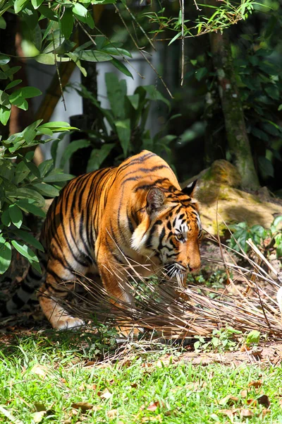 Stock kép egy tigris — Stock Fotó