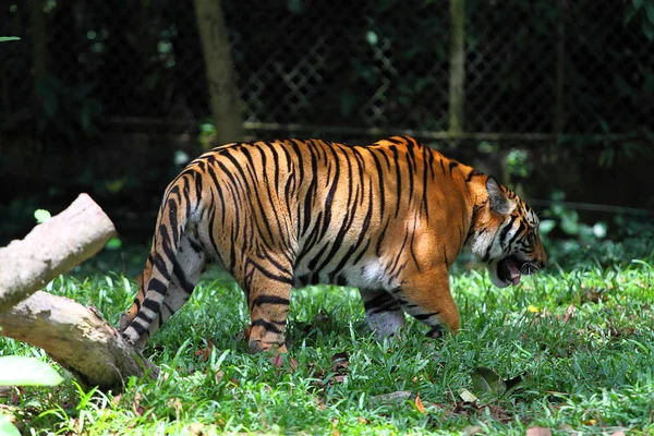 Lager bild av en tiger — Stockfoto