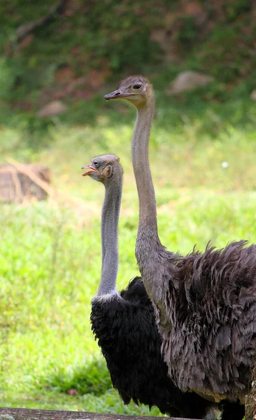 Imagem de stock de avestruz — Fotografia de Stock