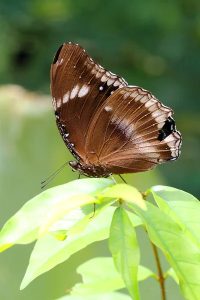 Fechar a imagem de uma borboleta — Fotografia de Stock