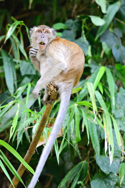 Egy majom egy fa Stock kép — Stock Fotó