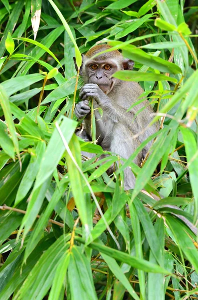 Stock beeld van een aap op een boom — Stockfoto