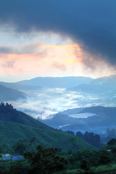 Çay plantasyon Cameron Highland, Malezya — Stok fotoğraf